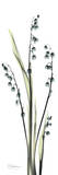 Lily of The Valley in Blue