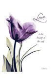 Purple Tulip  Love