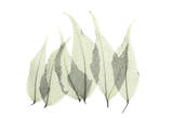 Japanese Fern in Green