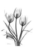 Tulips Bunch in Black and White