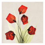 Sandersonia Bunch in Red II