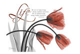 Life Tulips in Red