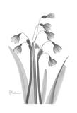 Snow Drop in Black and White