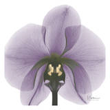 Precious Orchid in Purple