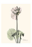 Single Cyclamen