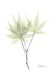 Japanese Maple in Pale Green