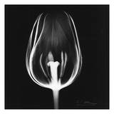 Tulip on Black