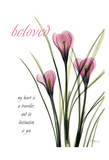 Pink Spring Crocus  Beloved