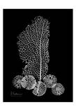 Sea Fan and Sand Dollar on Black