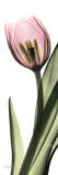 Tulip in Color II