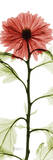 Red Chrysanthemum