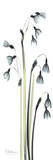 Snow Drop Galanthus