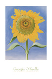 Sunflower  New Mexico  c1935