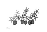 Star Fish And Shell Group in Black and White