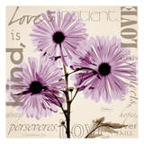 Love  Violet Chrysanthemum