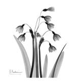 Snowdrop Black and White