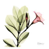 Madelia in Pink