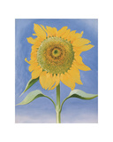 Sunflower  New Mexico  c1935
