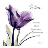 Mom  Purple Tulip