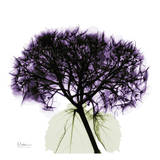 Purple Hydrangea Close Up