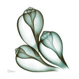 Sea Shells in Green II