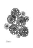 Sand Dollar Arrangement