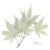 Japanese Maple in Green