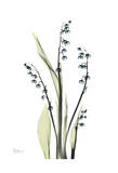 Lily of The Valley in Springtime