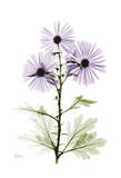 Purple Chrysanthemum