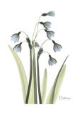 Snow Drop in Color