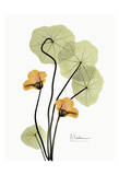 Nasturtium in Yellow II