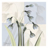 Sasha's Snowdrop