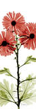 Red Chrysanthemum Trio