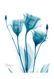 Three Gentian in Blue