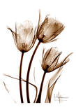 Tulip Arrangement in Brown