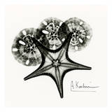Starfish in Black and White