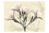 Oleander in Pink on Beige
