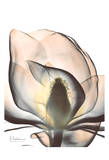 Magnolia Close Up