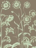 Chrysanthemum  no 12