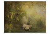 Tendre Charolais