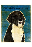 Portuguese Water Dog