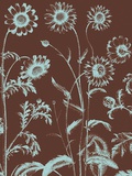 Chrysanthemum  no 17