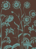 Chrysanthemum  no 6
