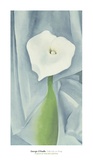 Calla Lily on Grey  c1928