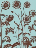 Chrysanthemum  no 18