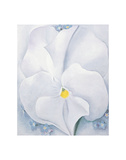 White Pansy  c1927