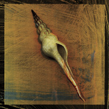 Spiral Shell