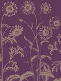 Chrysanthemum  no 13