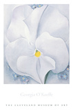 White Pansy  c1927