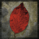 Red Dogwood